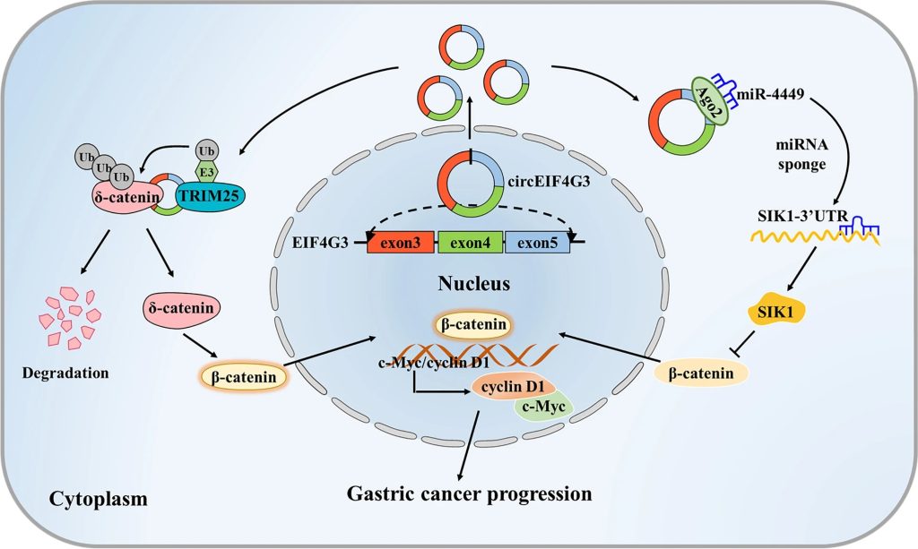 《Mol Cancer|江苏大学医学院许文荣团队揭示了circRNA EIF4G3在胃癌中发挥抑癌功能的分子作用机制》