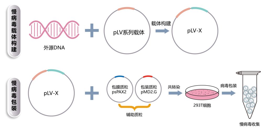 《慢病毒稳转细胞株的构建》