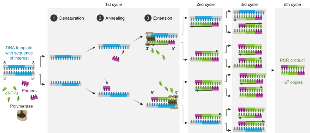 《PCR、qPCR、RT-PCR、RT-qPCR、Real-Time PCR你真的能区分的开吗？》