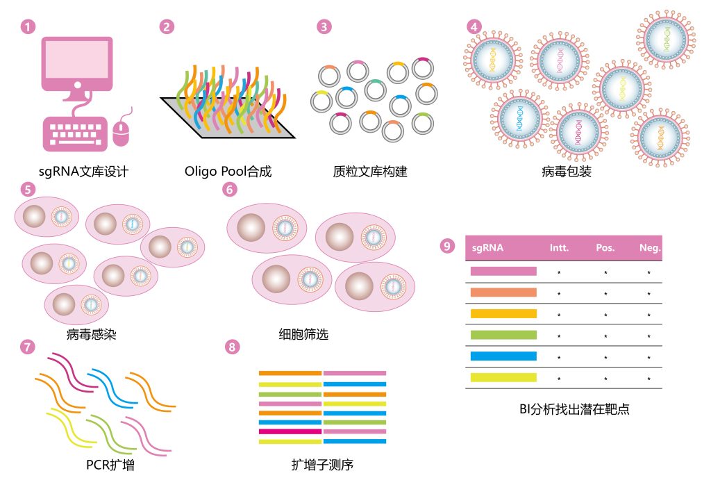 《sgRNA文库想做个自我介绍》