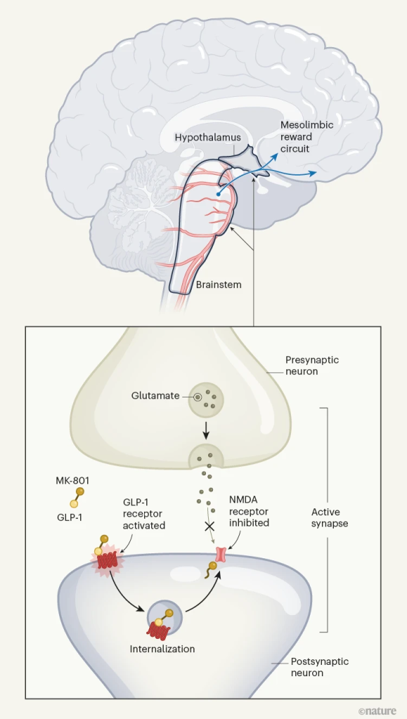 《《自然》重磅：GLP-1类似物，再进化！科学家开发“改良”GLP-1类似物，联合拮抗NMDA受体，减重效果更好更安全》