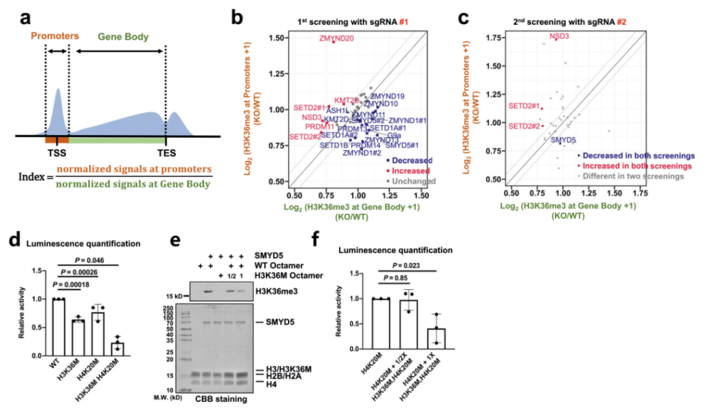 《【文献分享】CUT&Tag技术揭示哺乳动物细胞中涉及H3K36me3组蛋白修饰一种新的甲基转移酶》