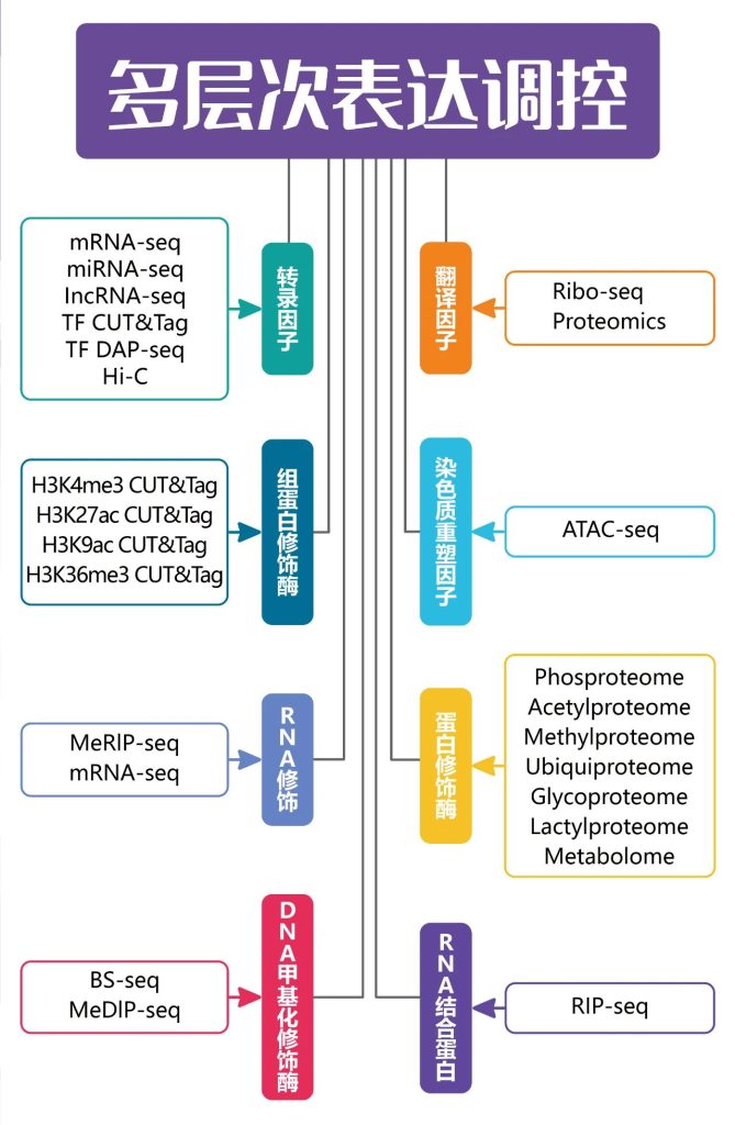 《【文献分享】CUT&Tag技术揭示哺乳动物细胞中涉及H3K36me3组蛋白修饰一种新的甲基转移酶》
