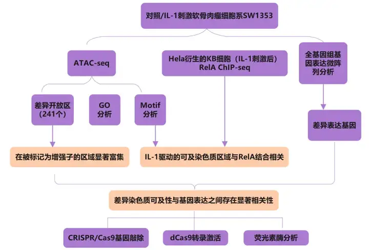 《Epigenetics ATAC-seq助力解析炎症性细胞因子IL-1刺激引起的动态染色质可及性变化》