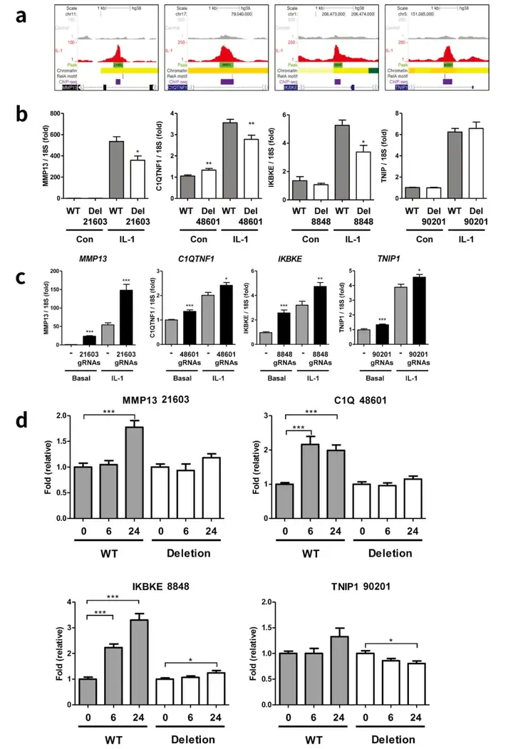 《Epigenetics ATAC-seq助力解析炎症性细胞因子IL-1刺激引起的动态染色质可及性变化》