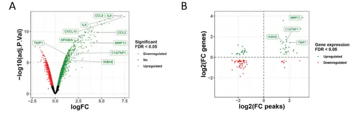 《Epigenetics ATAC-seq助力解析炎症性细胞因子IL-1刺激引起的动态染色质可及性变化》