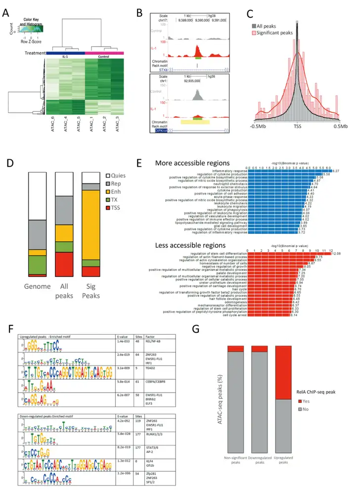 《Epigenetics ATAC-seq助力解析炎症性细胞因子IL-1刺激引起的动态染色质可及性变化》