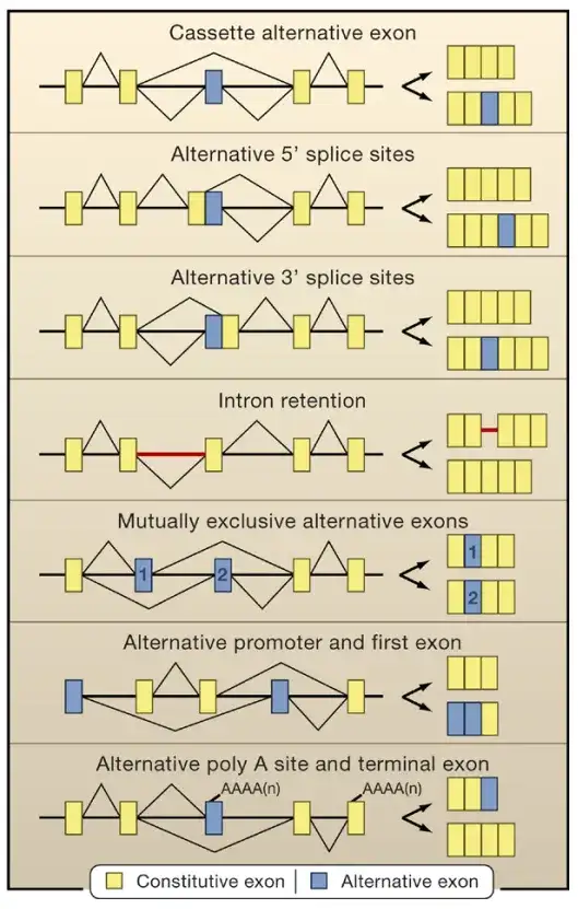 《一文解析Minigene技术原理及应用》