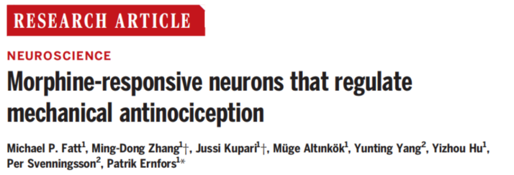 《《科学》：吗啡镇痛的靶神经元，终于找到了！》