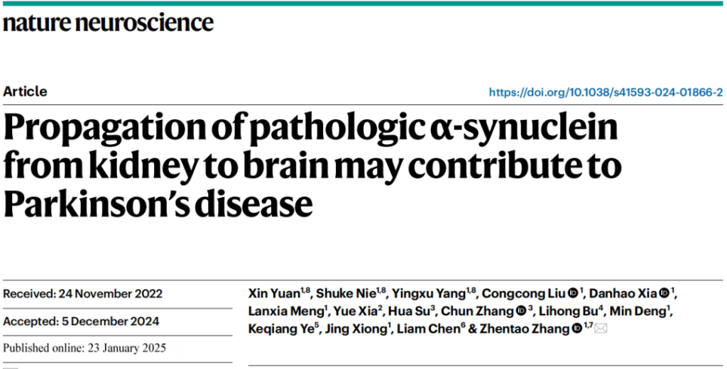 《《自然·神经科学》：肾或是帕金森病的源头！武汉大学人民医院团队发现，肾脏是大脑α-Syn病理的外周来源》